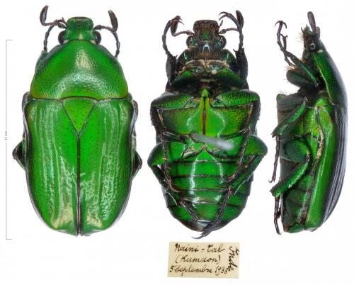 Réf. 255 420 : Hemiheterorrhina mutabilis